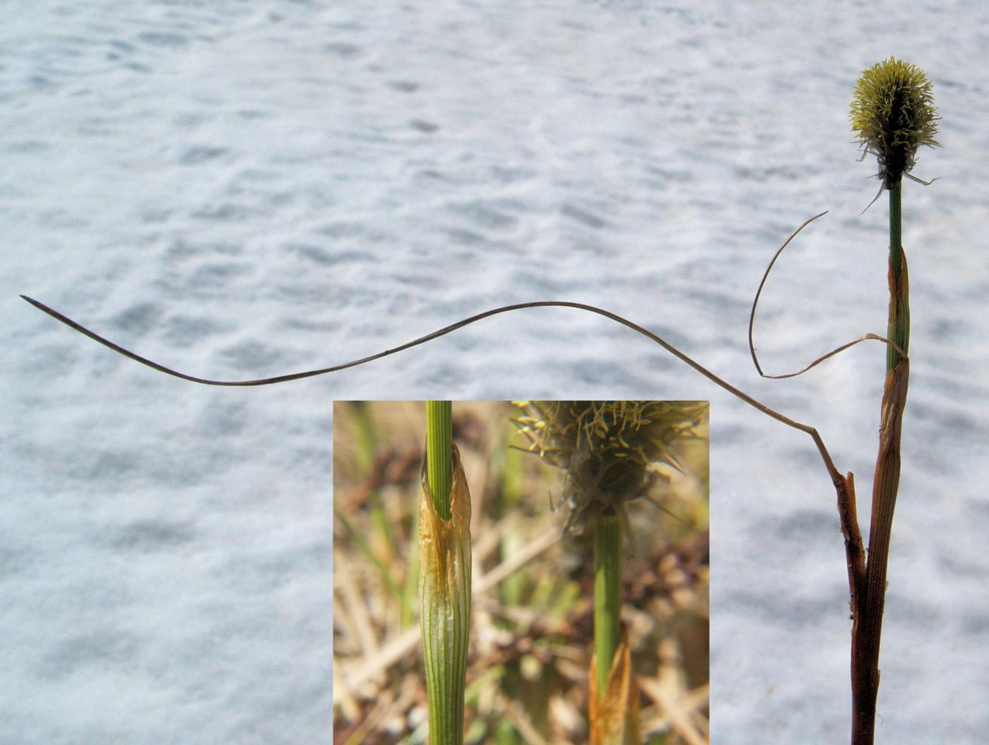 Cotton Grass, Hare's-Tail leaf